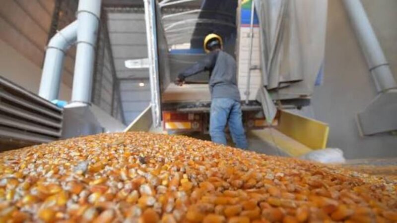 Emapa: acopio de maíz, trigo y arroz se desplomó en 2024