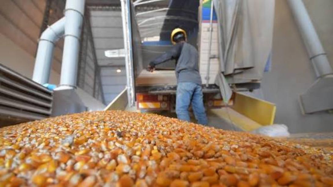 Emapa: acopio de maíz, trigo y arroz se desplomó en 2024