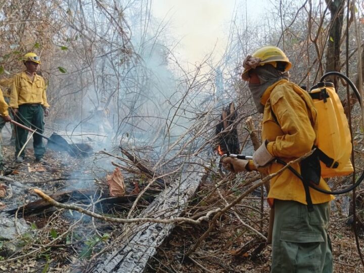 Procesos por incendios forestales y quemas en Bolivia ascienden a 111 y Santa Cruz concentra la mayor cifra de denuncias