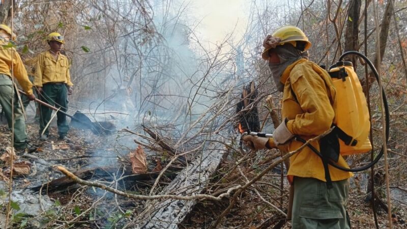 Procesos por incendios forestales y quemas en Bolivia ascienden a 111 y Santa Cruz concentra la mayor cifra de denuncias