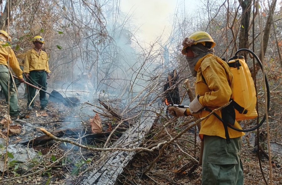Procesos por incendios forestales y quemas en Bolivia ascienden a 111 y Santa Cruz concentra la mayor cifra de denuncias