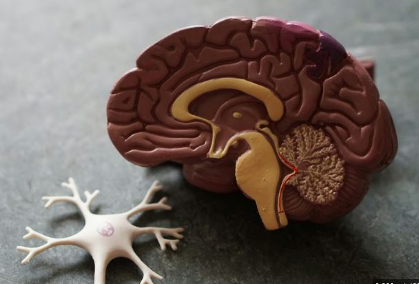 Los científicos identificaron la edad en la que el cerebro se deteriora más rápido