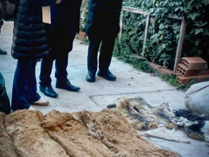 Golpe al tráfico ilegal: caen dos personas por tenencia de fauna protegida en El Alto