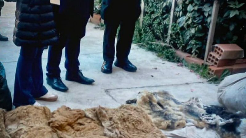 Golpe al tráfico ilegal: caen dos personas por tenencia de fauna protegida en El Alto