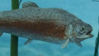 Microplásticos amenazan al Lago Titicaca: contaminación urbana llega al lago sagrado y ya fue detectada en peces destinados al consumo humano
