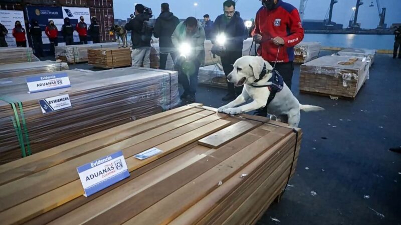 Denuncian red de narcotráfico vinculada a empresas exportadoras de madera: más de 100 toneladas de droga fueron detectadas en puertos de Chile con destino a Europa