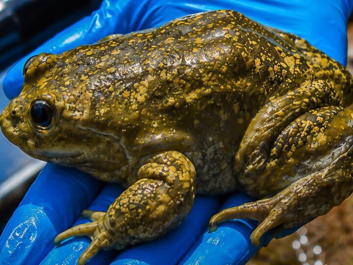 Tres personas son sentenciadas por tráfico ilegal de la rana gigante del Titicaca, una especie en Peligro Crítico de extinción