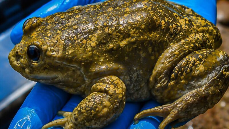 Tres personas son sentenciadas por tráfico ilegal de la rana gigante del Titicaca, una especie en Peligro Crítico de extinción