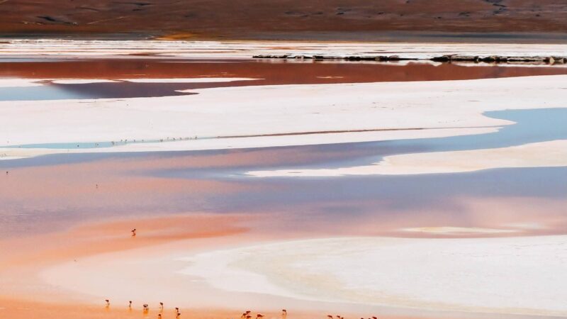 Laguna Colorada: la joya natural del sudoeste potosino que cautiva al mundo